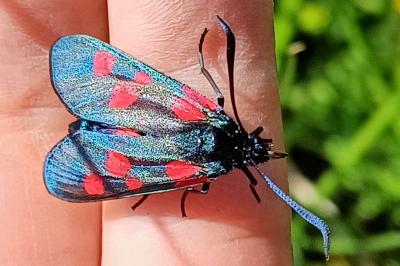 Zygaena viciae