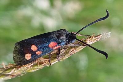 Zygaena viciae