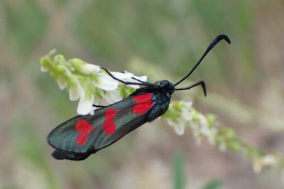 Zygaena filipendulae