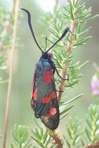 Zygaena filipendulae