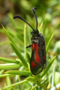 Zygaena sarpedon