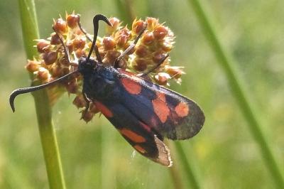 Zygaena trifolii