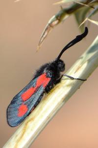 Zygaena sarpedon