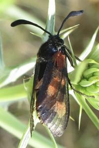 Zygaena sarpedon