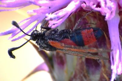Zygaena sarpedon