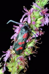 Zygaena filipendulae