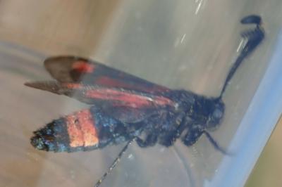 Zygaena sarpedon