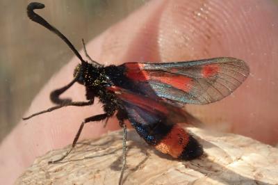 Zygaena sarpedon