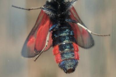 Zygaena sarpedon
