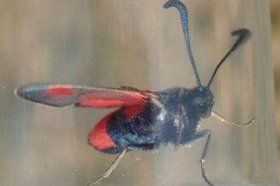 Zygaena sarpedon