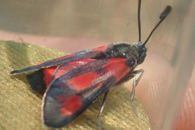 Zygaena sarpedon