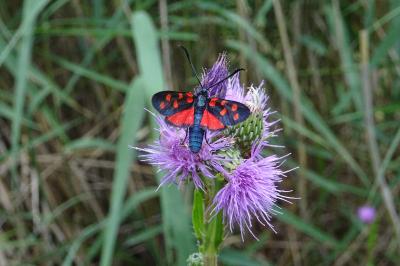 Zygaena transalpina