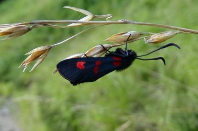 Zygaena lonicerae