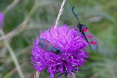 Zygaena filipendulae