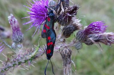 Zygaena filipendulae