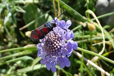 Zygaena loti