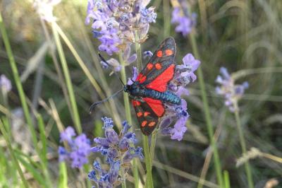 Zygaena transalpina
