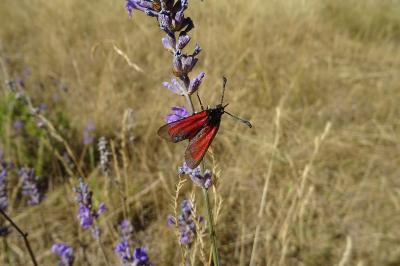 Zygaena erythrus
