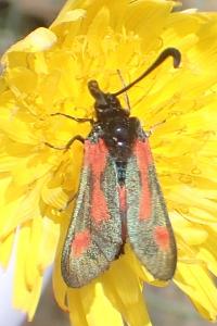 Zygaena sarpedon
