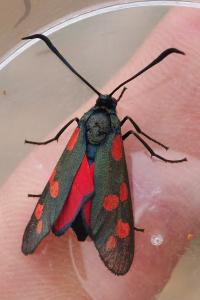 Zygaena filipendulae