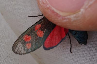 Zygaena filipendulae