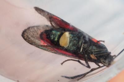 Zygaena filipendulae
