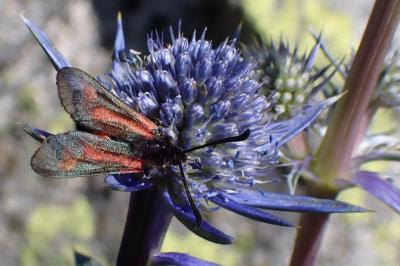Zygaena contaminei