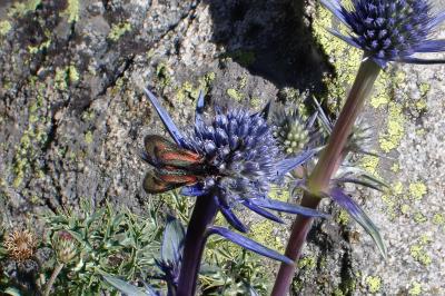 Zygaena contaminei