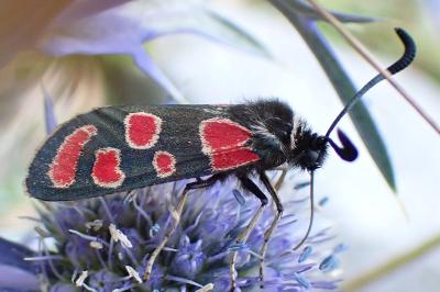 Zygaena carniolica