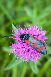 Zygaena trifolii