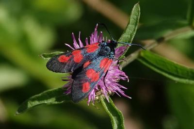 Zygaena trifolii