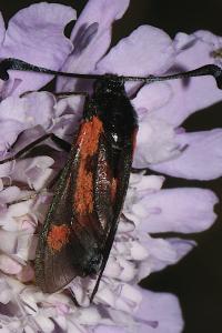 Zygaena sarpedon