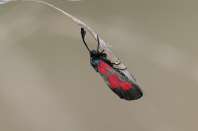 Zygaena trifolii