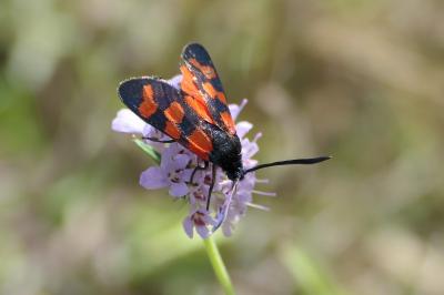 Zygaena transalpina