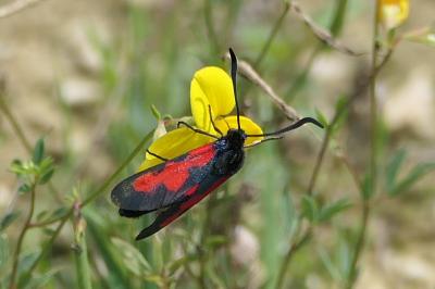 Zygaena trifolii