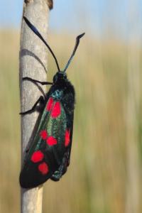 Zygaena filipendulae