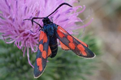Zygaena transalpina