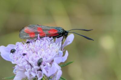 Zygaena transalpina