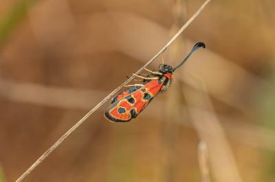 Zygaena fausta