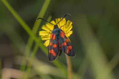 Zygaena transalpina