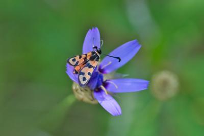Zygaena fausta