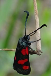 Zygaena trifolii