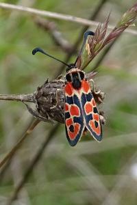 Zygaena fausta