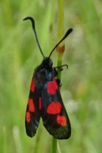 Zygaena trifolii