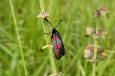 Zygaena trifolii
