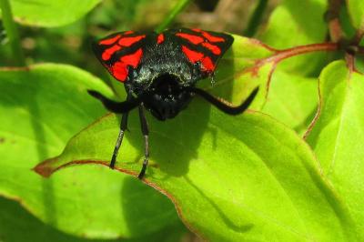 Zygaena