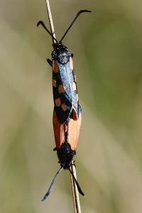 Zygaena transalpina