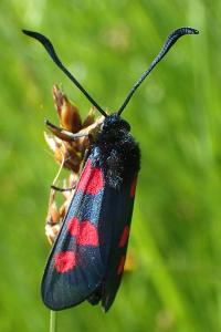 Zygaena trifolii