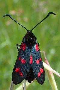 Zygaena transalpina