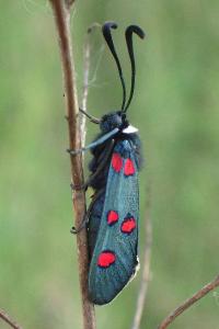 Zygaena lavandulae